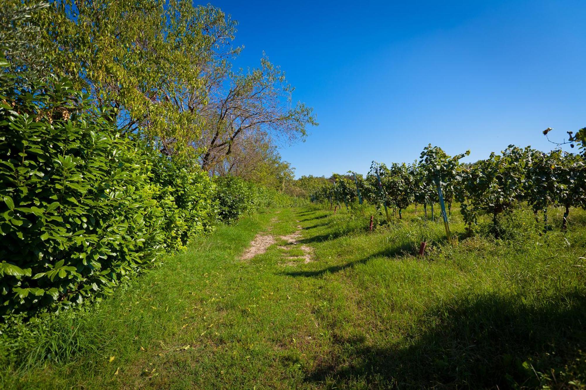 Agriturismo Con Cucina Tipica Nuova Scardua Cavriana Экстерьер фото